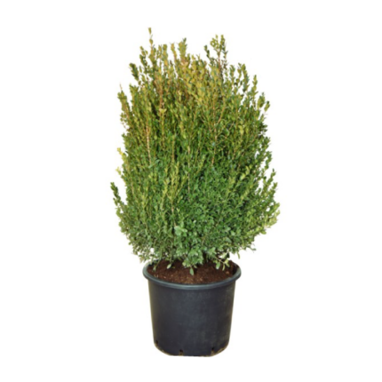 Зимзелено дрво Buxus Faulkner Bush