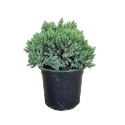 Зимзелено дрво Juniperus Blue Star