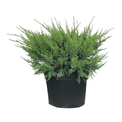 Зимзелено дрво Juniperus Mint Julep