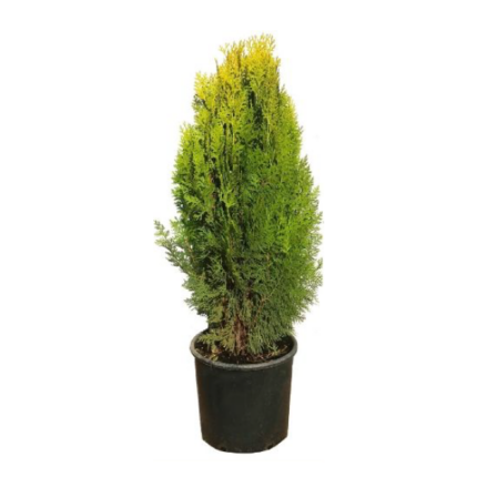 Зимзелено дрво Thuja Aurea Nana