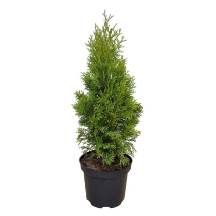 Зимзелено дрво Thuja Smaragd